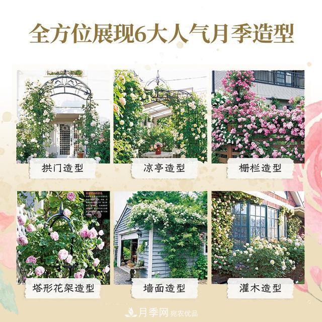 《月季新手百科》，不只是給新手看的月季百科寶典(圖3)
