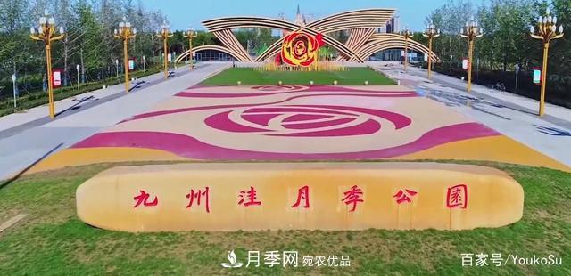 來(lái)山東聊城九州洼月季公園，邂逅璀璨月季花海(圖1)