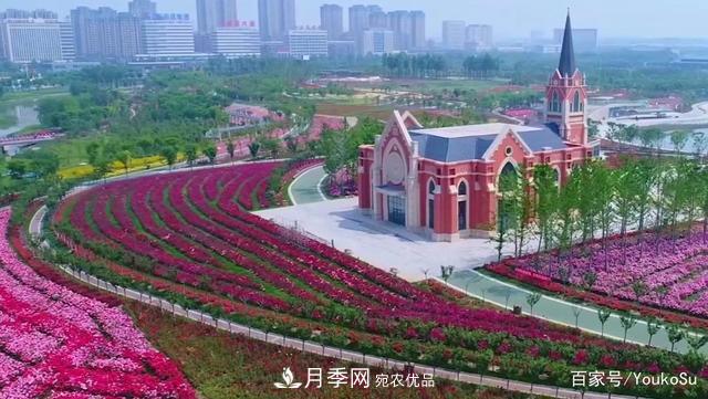 來(lái)山東聊城九州洼月季公園，邂逅璀璨月季花海(圖2)