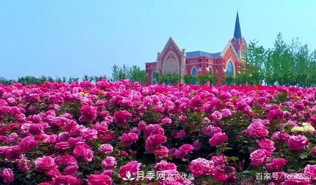 來(lái)山東聊城九州洼月季公園，邂逅璀璨月季花海(圖3)