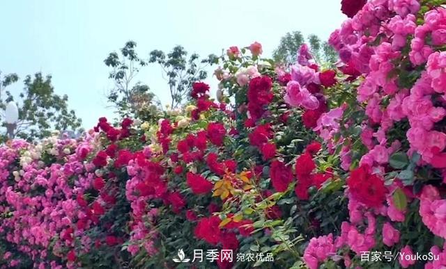 來(lái)山東聊城九州洼月季公園，邂逅璀璨月季花海(圖5)