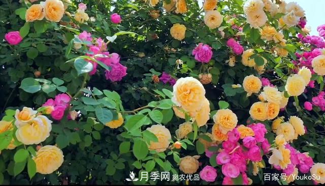 來(lái)山東聊城九州洼月季公園，邂逅璀璨月季花海(圖6)