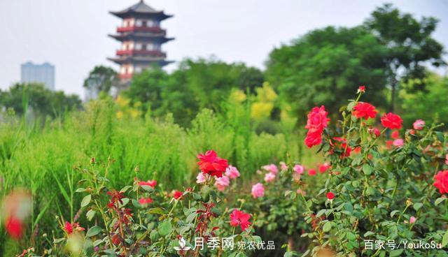 來(lái)山東聊城九州洼月季公園，邂逅璀璨月季花海(圖4)