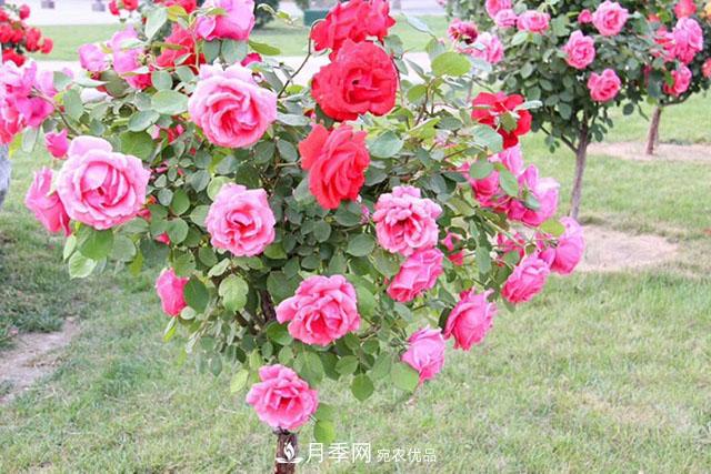 月季樹：高貴典雅、花色花型多樣，這個樹狀月季美麗極了(圖3)