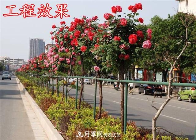 城市綠化就用月季樹，談月季樹在城市中的廣泛應(yīng)用(圖3)