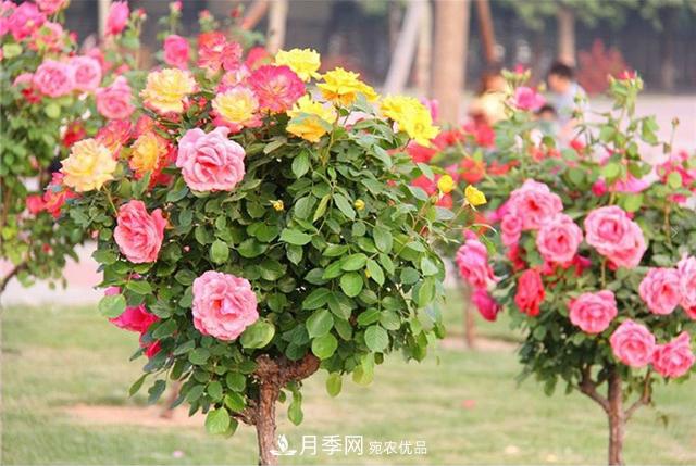 城市綠化就用月季樹，談月季樹在城市中的廣泛應(yīng)用(圖4)