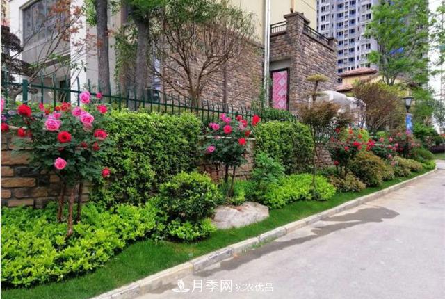 城市綠化就用月季樹，談月季樹在城市中的廣泛應(yīng)用(圖6)