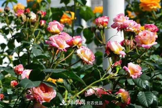 夏天月季多久澆水？(圖1)