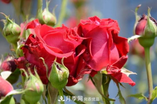 夏天月季多久澆水？(圖2)