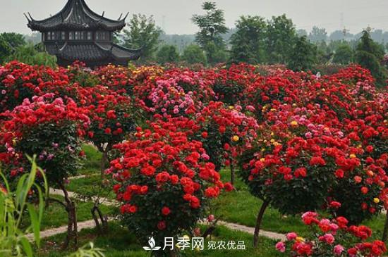 月季之鄉(xiāng)，南陽月季基地在哪里？(圖1)