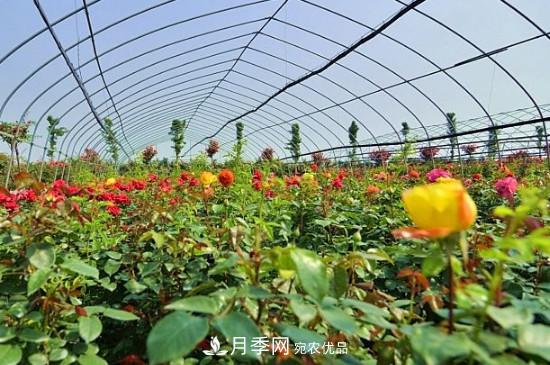 月季之鄉(xiāng)，南陽月季基地在哪里？(圖2)