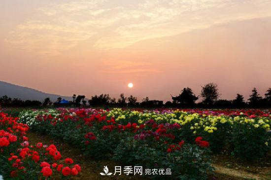 月季之鄉(xiāng)，南陽月季基地在哪里？(圖3)
