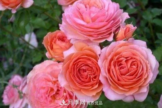 月季上有蜘蛛網(wǎng)怎么辦？解決辦法(圖1)