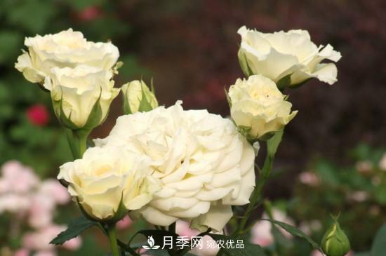月季上有蜘蛛網(wǎng)怎么辦？解決辦法(圖2)
