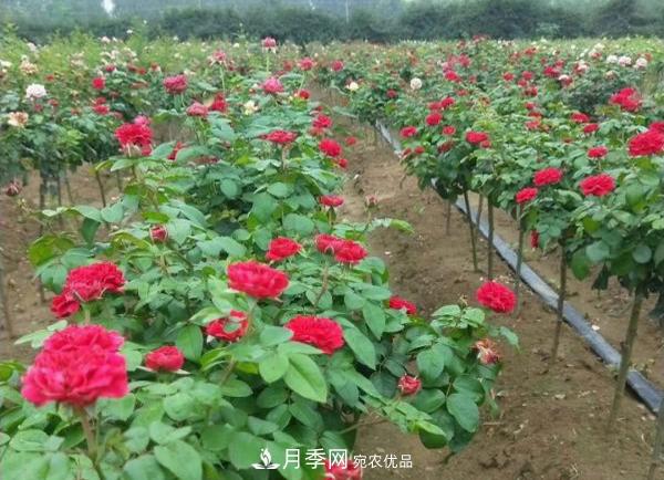 小型樹樁月季，小月季樹批發(fā)價(jià)格(圖1)