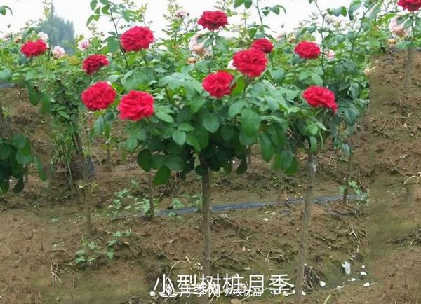 小型樹樁月季，小月季樹批發(fā)價(jià)格(圖2)