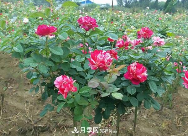 小型樹樁月季，小月季樹批發(fā)價(jià)格(圖4)