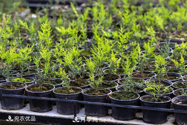苗木種植成活率控制技術(shù)，及種植前的準(zhǔn)備工作(圖5)