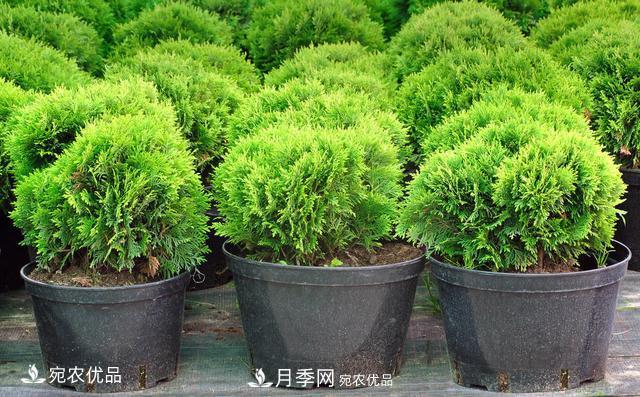 苗木種植成活率控制技術(shù)，及種植前的準(zhǔn)備工作(圖3)