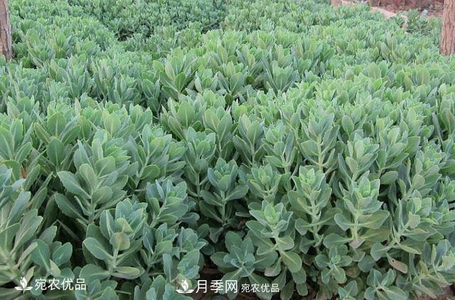 苗木種植成活率控制技術(shù)，及種植前的準(zhǔn)備工作(圖1)