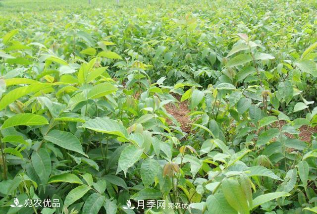 苗木種植成活率控制技術(shù)，及種植前的準(zhǔn)備工作(圖2)