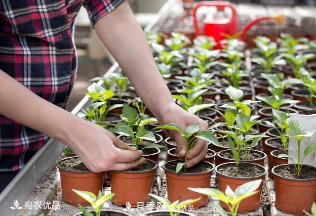 苗木種植成活率控制技術(shù)，及種植前的準(zhǔn)備工作(圖4)