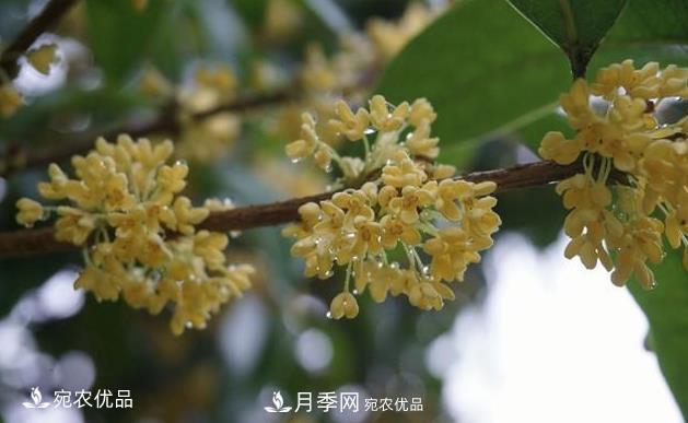 南陽苗木基地盤點桂花樹的四大品種，哪種最香最好最名貴？(圖1)