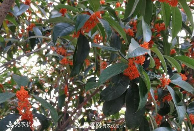 南陽苗木基地盤點桂花樹的四大品種，哪種最香最好最名貴？(圖3)