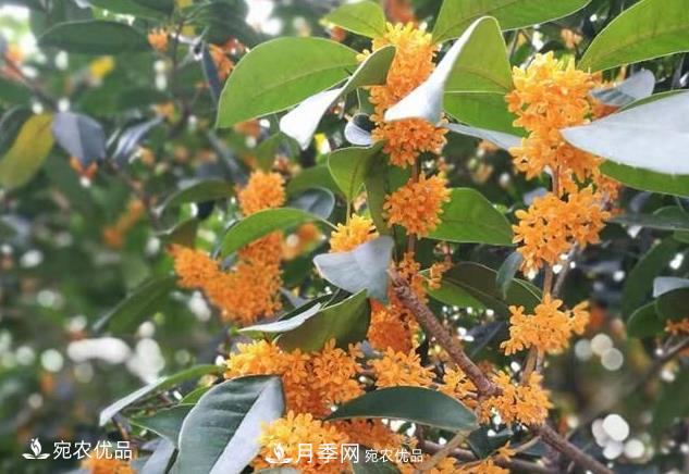 南陽苗木基地盤點桂花樹的四大品種，哪種最香最好最名貴？(圖2)