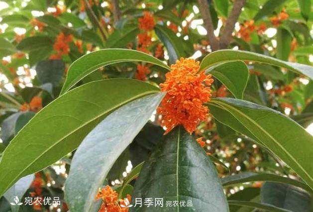 南陽苗木基地盤點桂花樹的四大品種，哪種最香最好最名貴？(圖4)