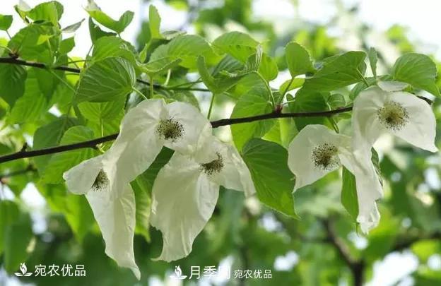 苗木價(jià)格變化大，主要有這三個(gè)因素(圖2)