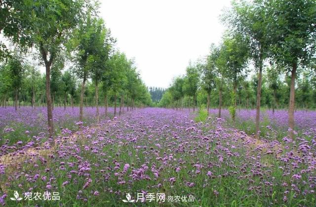 苗木價(jià)格變化大，主要有這三個(gè)因素(圖4)