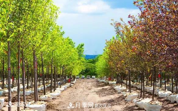 苗木價(jià)格變化大，主要有這三個(gè)因素(圖1)