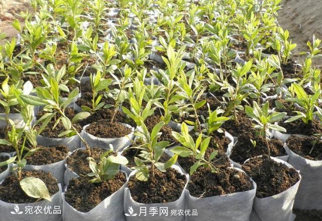 北方園林需求旺盛，分享大規(guī)格容器苗木培育技術(shù)以及管理方法(圖11)