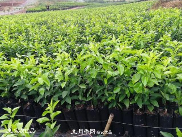 北方園林需求旺盛，分享大規(guī)格容器苗木培育技術(shù)以及管理方法(圖9)