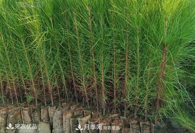 北方園林需求旺盛，分享大規(guī)格容器苗木培育技術(shù)以及管理方法(圖3)