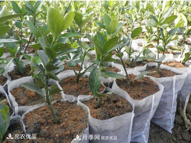 北方園林需求旺盛，分享大規(guī)格容器苗木培育技術(shù)以及管理方法(圖6)