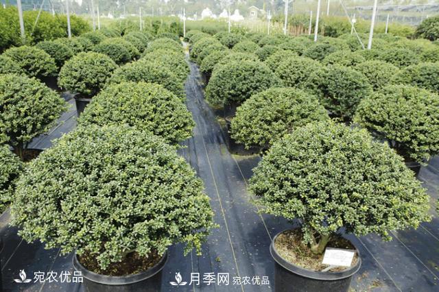 北方園林需求旺盛，分享大規(guī)格容器苗木培育技術(shù)以及管理方法(圖7)