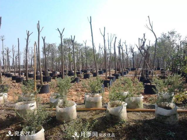北方園林需求旺盛，分享大規(guī)格容器苗木培育技術(shù)以及管理方法(圖8)
