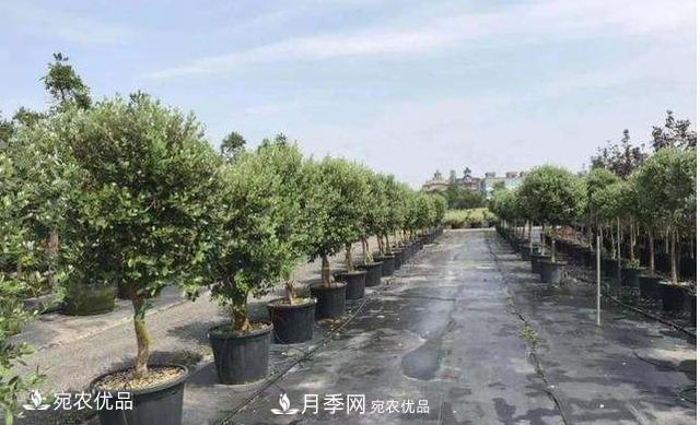 北方園林需求旺盛，分享大規(guī)格容器苗木培育技術(shù)以及管理方法(圖10)
