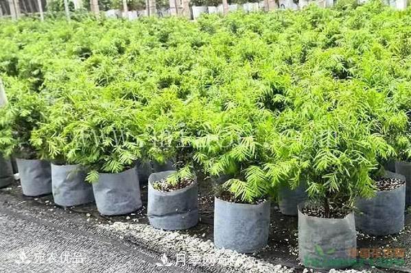 北方園林需求旺盛，分享大規(guī)格容器苗木培育技術(shù)以及管理方法(圖5)