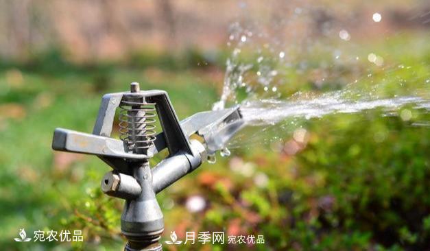 澆水學(xué)三年，南陽苗木合作社教你澆水的學(xué)問大著呢(圖2)