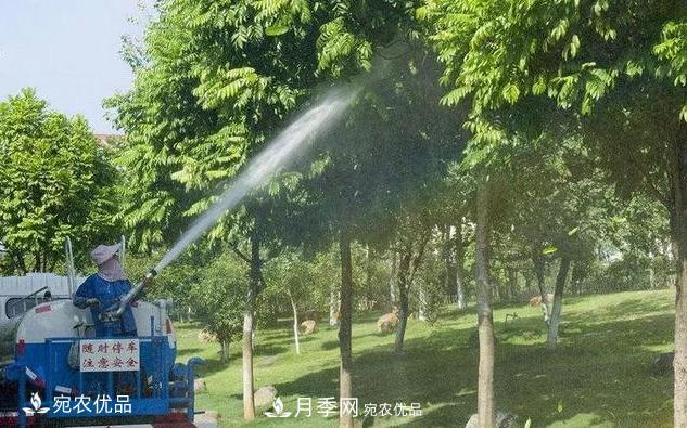 澆水學(xué)三年，南陽苗木合作社教你澆水的學(xué)問大著呢(圖3)