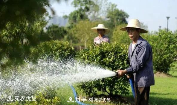 澆水學(xué)三年，南陽苗木合作社教你澆水的學(xué)問大著呢(圖1)