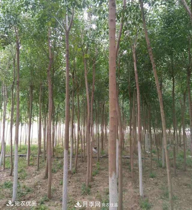 南陽綠化苗木基地的建設(shè)與整地施肥(圖1)