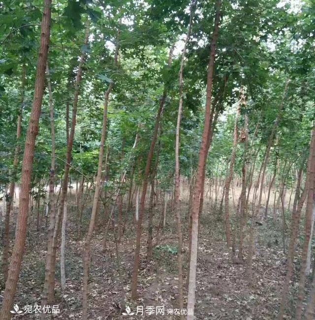 南陽綠化苗木基地的建設(shè)與整地施肥(圖3)