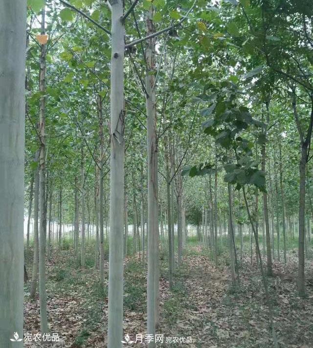南陽綠化苗木基地的建設(shè)與整地施肥(圖2)