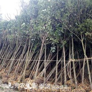 南陽(yáng)精品桂花球，3-5公分桂花苗桂花樹(shù)(圖5)