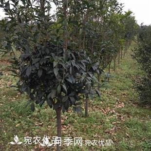 南陽(yáng)精品桂花球，3-5公分桂花苗桂花樹(shù)(圖4)