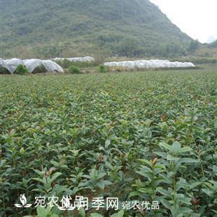 南陽(yáng)精品桂花球，3-5公分桂花苗桂花樹(shù)(圖6)